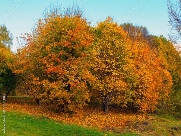Fototapeta beautiful view of trees with colorful foliage in autumn in the forest
