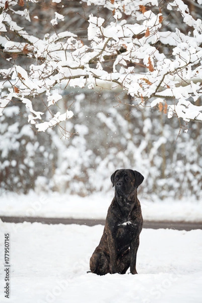 Fototapeta cane corso dog sitting under a tree covered in snow