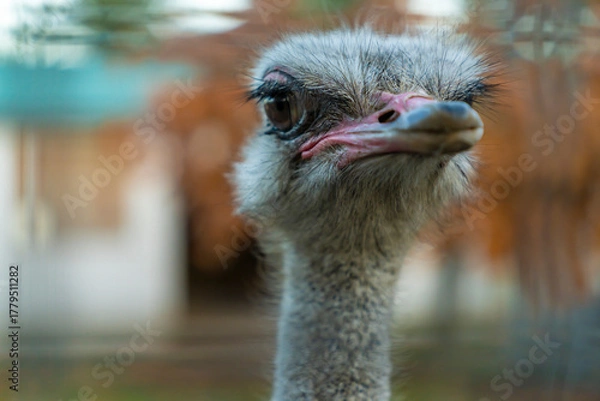 Obraz Close-up portrait of an ostrich head with beak and large eye in natural light. Wildlife macro photography with blurred background. Animal and nature concept for design
