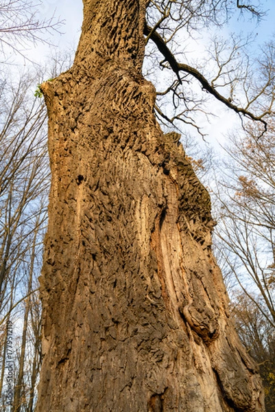 Fototapeta Close-up of tree bark texture with natural cracks and rough surface in daylight. Macro nature photography showing old wood structure. Ecology and organic material concept.