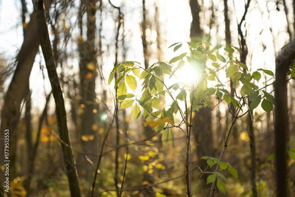 Fototapeta Green leaves on thin branches illuminated by sunlight in forest. Nature close-up photography with blurred background and sun rays