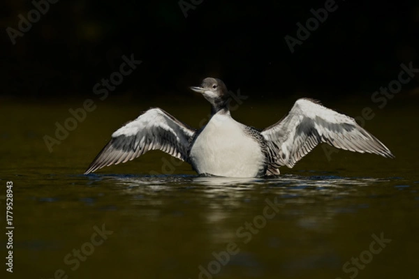 Fototapeta Juvenile Common Loon flapping its wings 