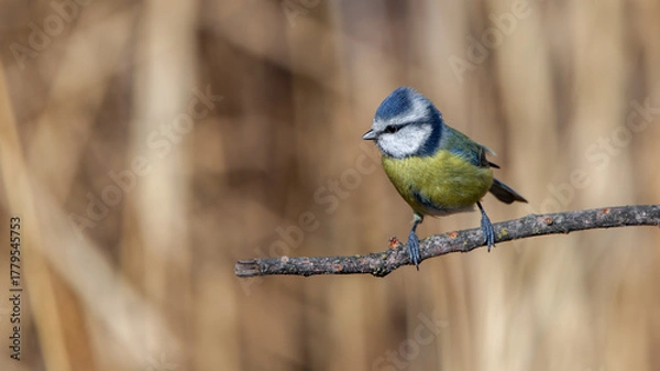 Fototapeta Cute blue tit bird perching on a branch