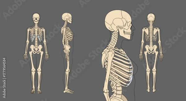 Fototapeta Anatomical illustration of the human skeleton presented in full front, side, and back views, with a close-up profile of the upper torso and head.