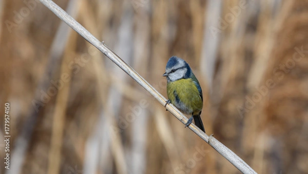 Fototapeta Cute blue tit bird perching on a branch