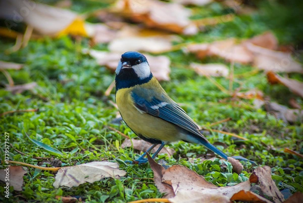 Obraz a blue tit on a branch (on grass)