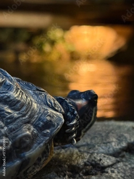 Obraz turtle on the stone