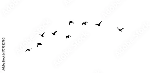 Fototapeta flock of duck birds flying on clear background png
