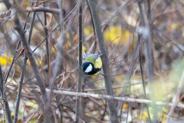 Fototapeta A great tit Parus major clings to a branch among dense twigs. Its bright yellow and black plumage contrasts with the muted forest background.