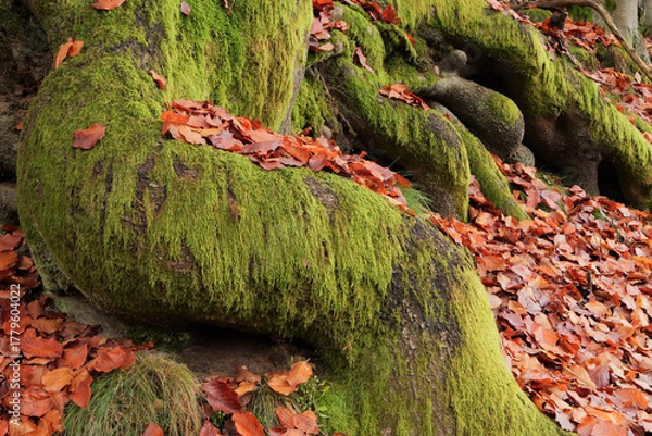 Obraz Moss-covered tree roots with fallen autumn leaves — close-up of natural forest textures showing contrast between vivid green moss and orange foliage