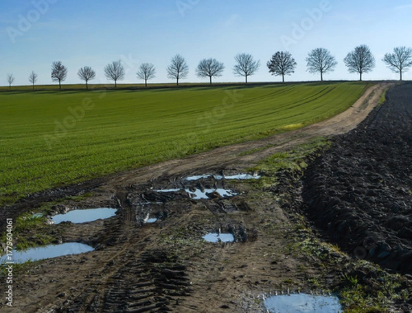 Obraz Muddy rural road between green and plowed fields with puddles reflecting the sky, and a row of bare trees on the horizon — calm countryside landscape