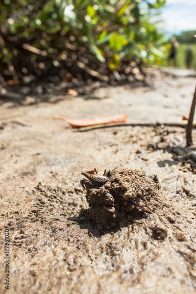 Obraz Fiddler Crab 1