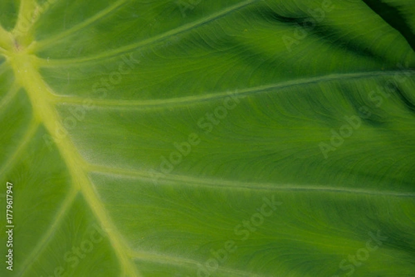 Fototapeta background green leaf surface close-up	