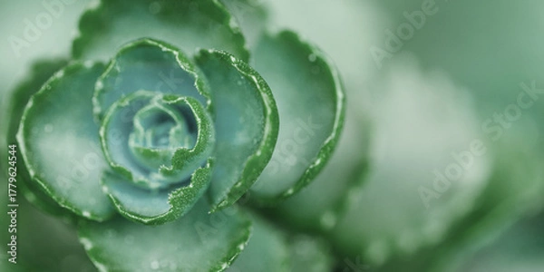Fototapeta Green succulent evergreen plants close up as natural banner. Beautiful nature abstract cactus as minimal monochrome natural textured pattern, scenic view growth, botanical background ith copy space.