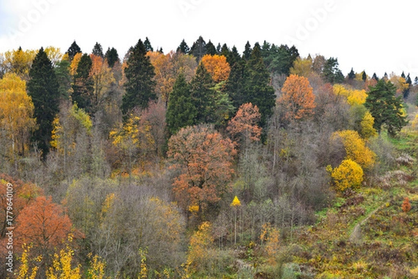 Fototapeta Autumn forest on a cloudy day, Russia