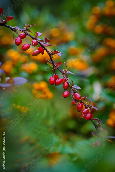 Obraz Barberry branches with vivid red berries and purple leaves in an autumn garden.