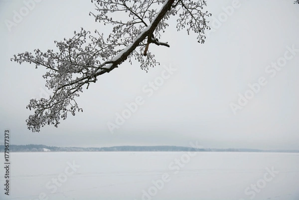 Obraz tree in snow