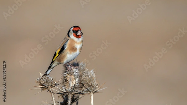 Fototapeta European Goldfinch bird perching on a branch