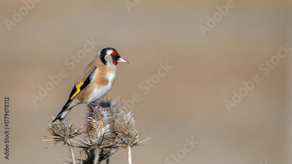 Fototapeta European Goldfinch bird perching on a branch