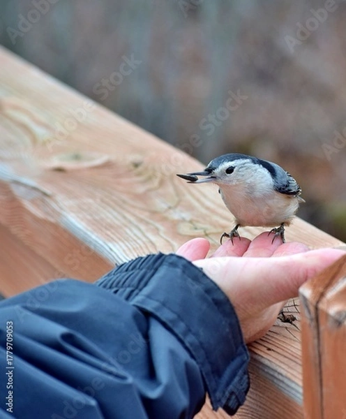 Fototapeta A man is feading a cute bird during fall in Laval, Quebec, Canada