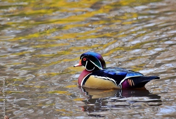Fototapeta A Carolina Wood duck is floating on water during fall in Laval, Quebec, Canada