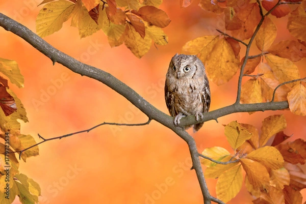 Fototapeta Eurasian scops owl (Otus scops), also known as the European scops owl, common scops owl or just scops owl