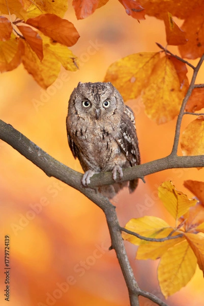 Fototapeta Eurasian scops owl (Otus scops), also known as the European scops owl, common scops owl or just scops owl