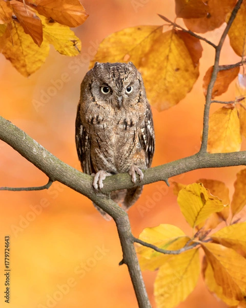 Fototapeta Eurasian scops owl (Otus scops), also known as the European scops owl, common scops owl or just scops owl