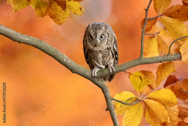 Fototapeta Eurasian scops owl (Otus scops), also known as the European scops owl, common scops owl or just scops owl