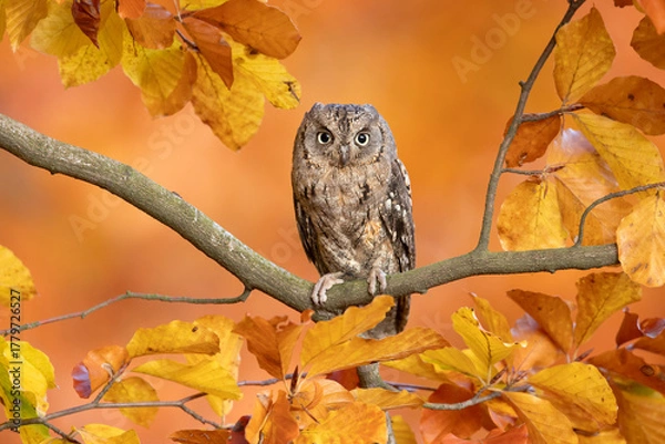 Fototapeta Eurasian scops owl (Otus scops), also known as the European scops owl, common scops owl or just scops owl