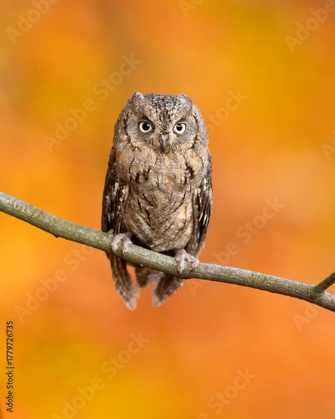 Obraz Eurasian scops owl (Otus scops), also known as the European scops owl, common scops owl or just scops owl