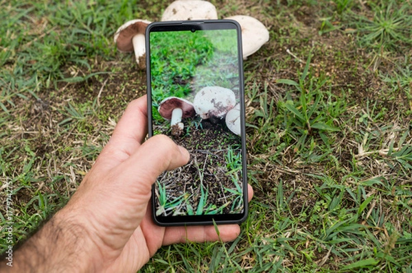 Obraz Man picking mushrooms with his mobile phone in his hand taking photos outdoors