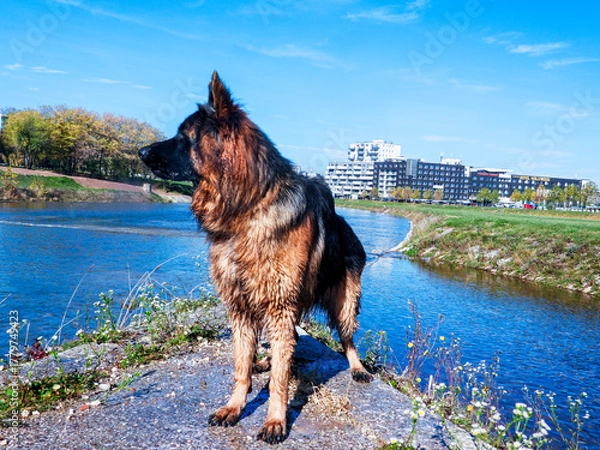 Fototapeta Wet German Shepherd standing by the river, looking sideways, city in the background