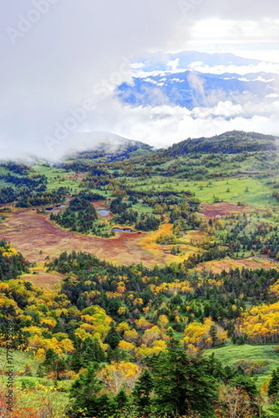 Obraz 霧のかかる芳ヶ平湿原の秋