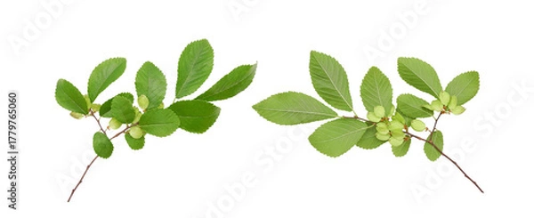 Fototapeta Chinese elm or lacebark elm (Ulmus parvifolia) branches with fruits isolated on white background. Graceful tough tree for parks and street landscaping.