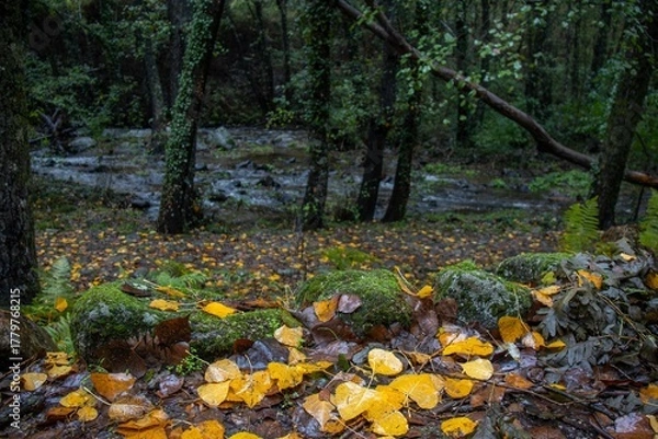 Obraz A natural path covered in leaves runs alongside the river, surrounded by autumnal vegetation. The soft light of the rainy day highlights the golden tones of the forest. Jaraíz de la Vera, Spain