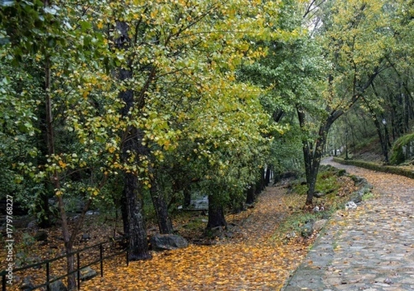 Obraz A natural path covered in leaves runs alongside the river, surrounded by autumnal vegetation. The soft light of the rainy day highlights the golden tones of the forest. Jaraíz de la Vera, Spain