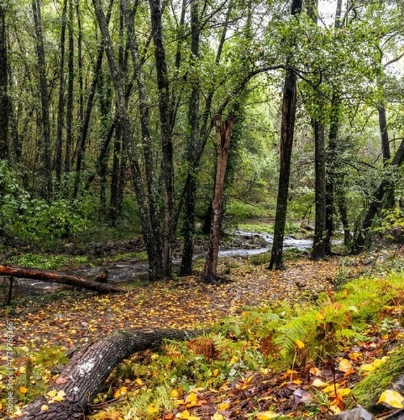 Obraz A natural path covered in leaves runs alongside the river, surrounded by autumnal vegetation. The soft light of the rainy day highlights the golden tones of the forest. Jaraíz de la Vera, Spain