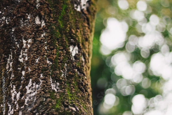 Fototapeta Tree trunk on blurred background