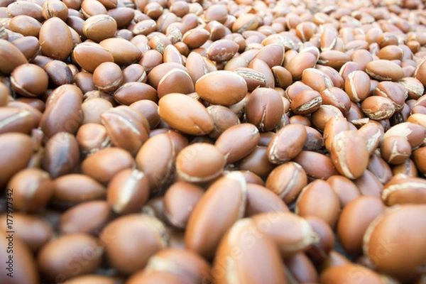 Obraz argan nut