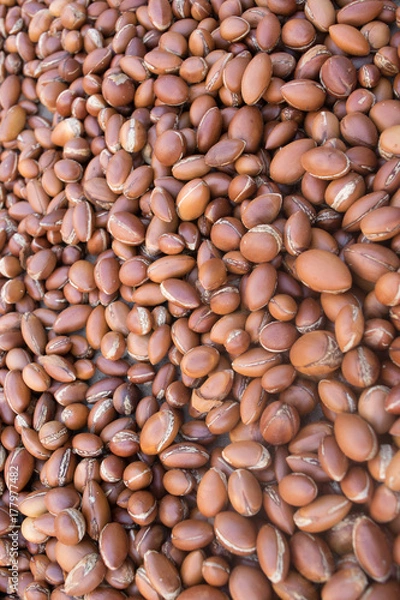 Obraz argan nut
