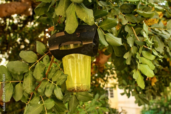 Obraz Close-up of a hanging insect trap among green leaves in a sunny garden, used for pest control and environmental observation.