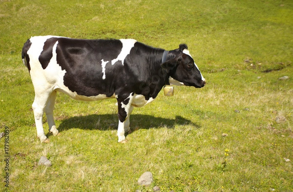 Obraz Caw standing on the meadow