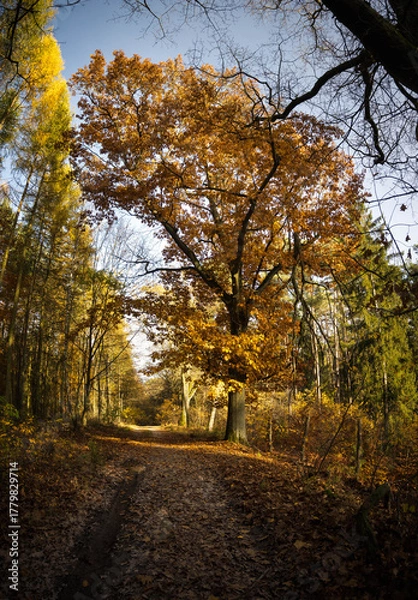 Fototapeta Natural monument, large tree in the forest, autumn.
