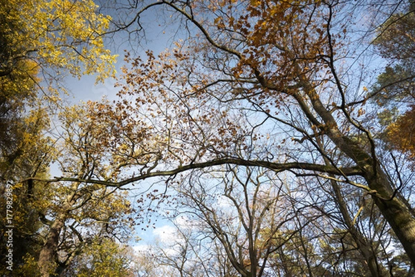 Fototapeta Yellow autumn leaves falling from the tree branches in the forest.
