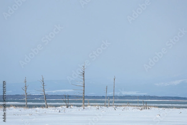 Obraz 凍りつく野付半島トドワラ