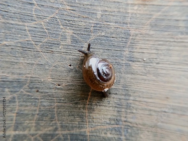 Fototapeta macro bush snail or Asian tramp snail (Bradybaena similaris)