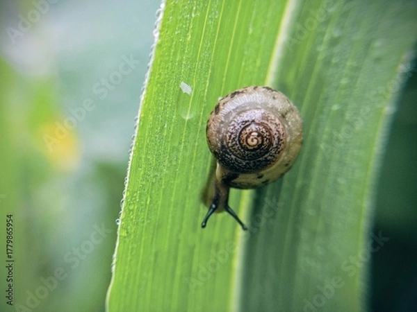 Fototapeta macro bush snail or Asian tramp snail (Bradybaena similaris)