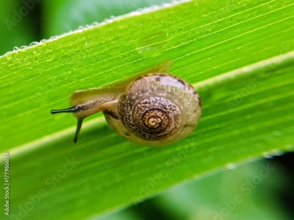 Fototapeta macro bush snail or Asian tramp snail (Bradybaena similaris)