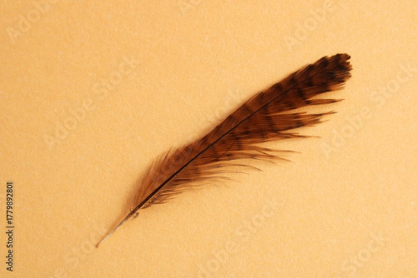 Obraz Brown feather of a small bird